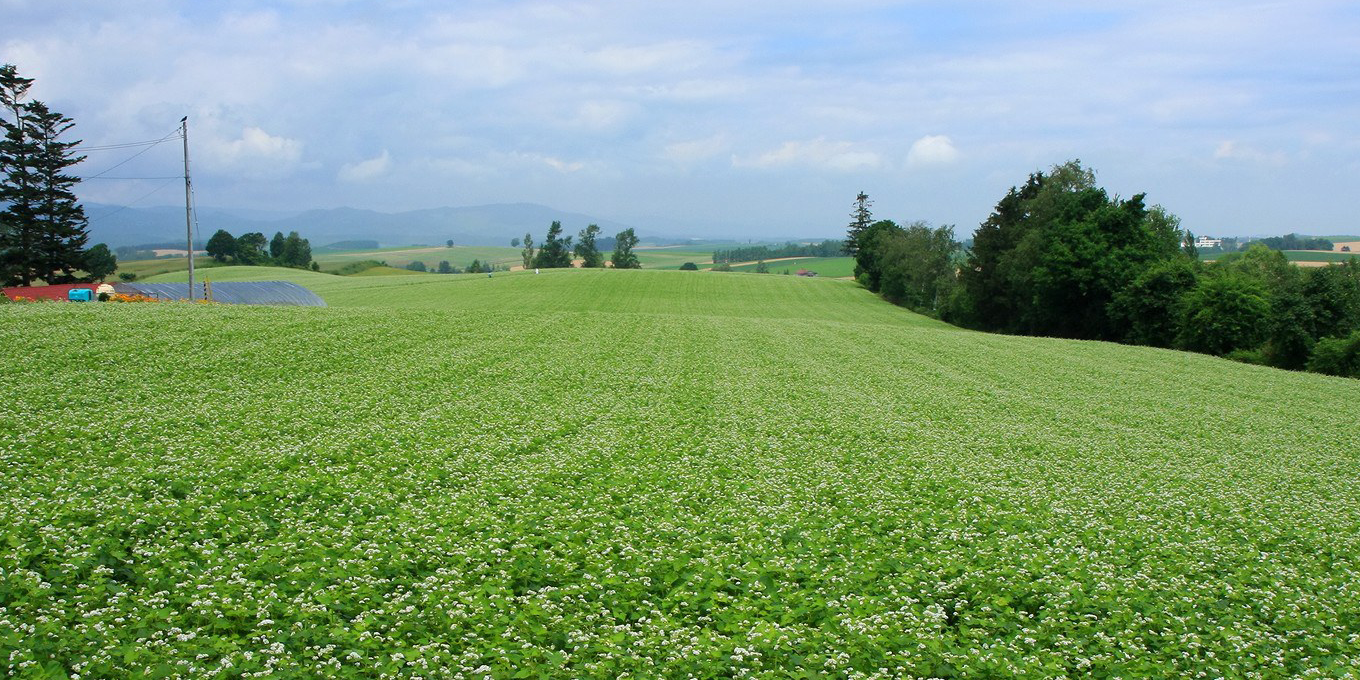 How to Fertilizer Wheat