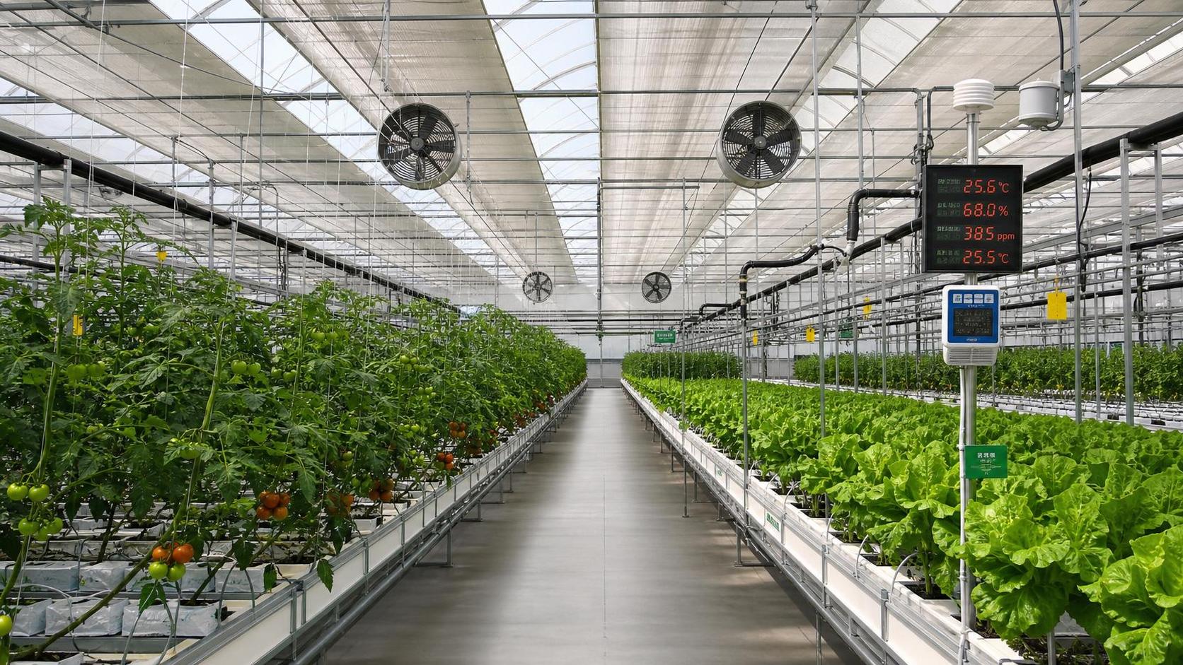 Greenhouse Climate Management Basics for Stable Yield and Lower Energy Use