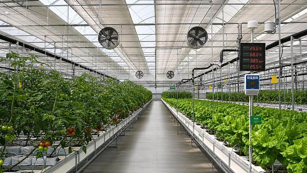 Greenhouse Climate Management Basics for Stable Yield and Lower Energy Use