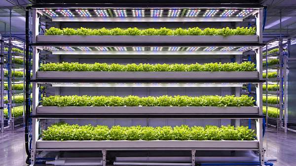 Photosynthetic LED Lighting: How Spectrum and PPFD Affect Crop Performance