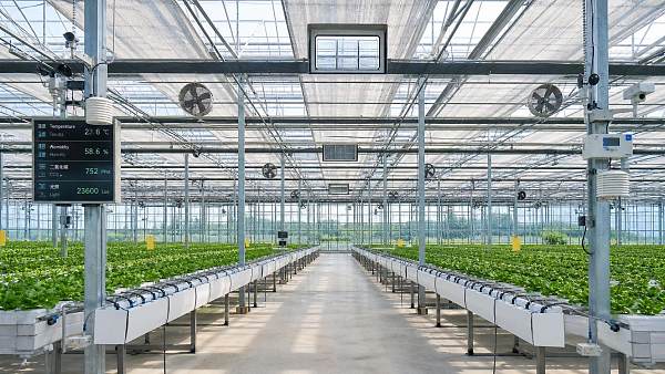 Greenhouse Climate Management Technology: Common Control Mistakes to Avoid