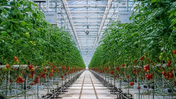 Venlo Greenhouse Climate Control: Key Metrics That Affect Yield Stability