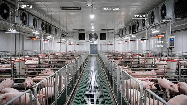 Pig Farm Control Systems: How to Reduce Ventilation and Heating Losses