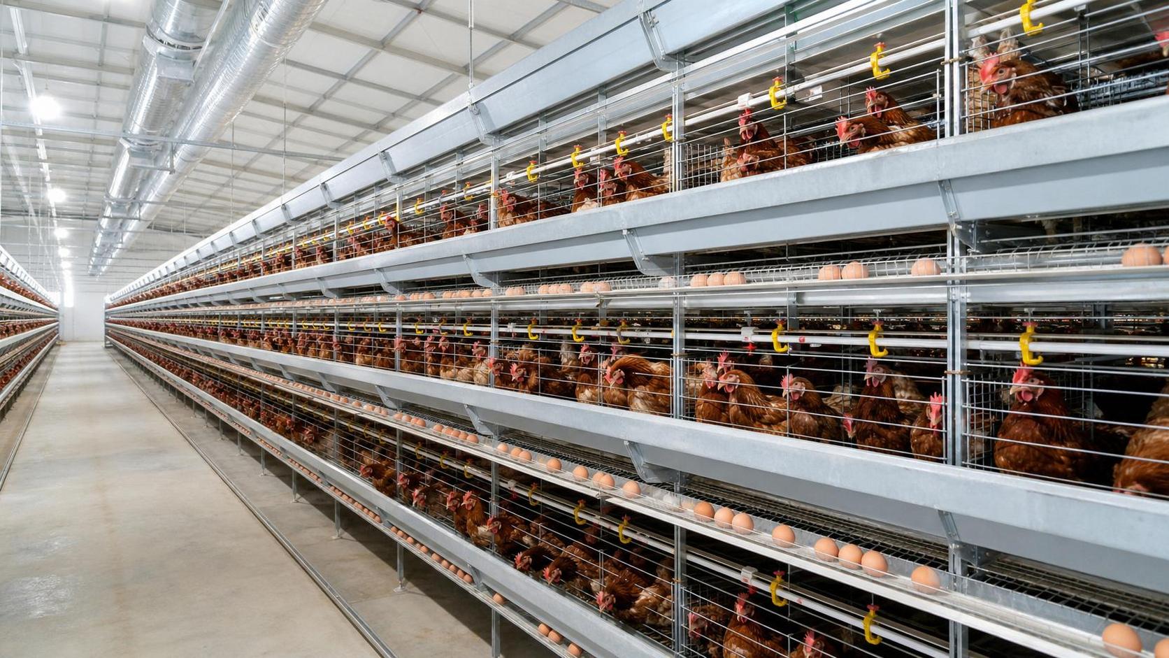 Poultry Cage Design Guide for Commercial Layer Farms