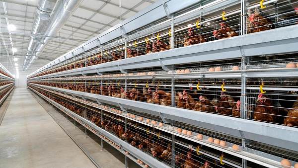 Poultry Cage Design Guide for Commercial Layer Farms
