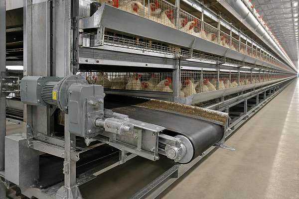 Manure Belt Conveyor for Poultry Farms: Cleaning Efficiency and Installation