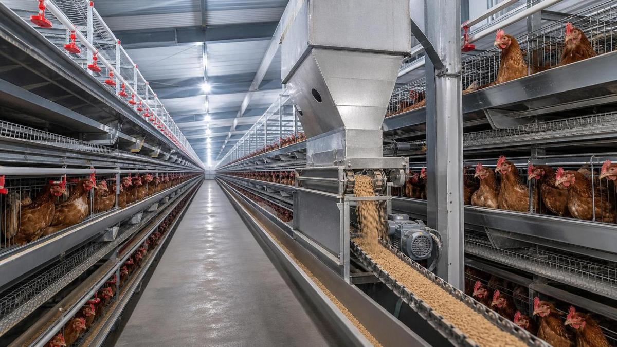 Automation Fit and Farm Use Cases for Poultry Cage Systems