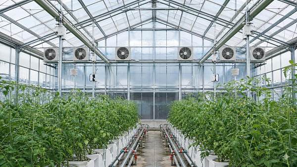 Greenhouse Climate Management Systems: Common Setup Mistakes and Fixes