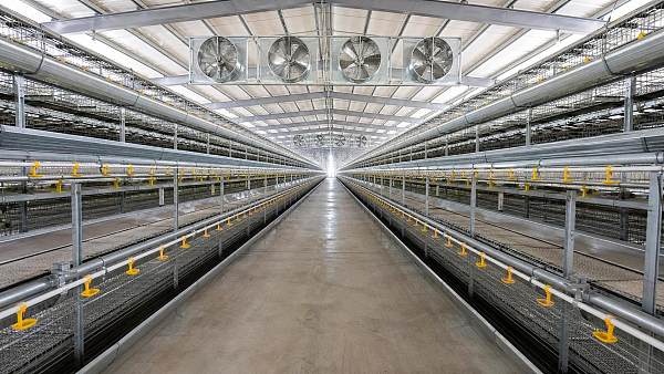 Poultry Farm Equipment Cost in 2026: Supplier Questions That Matter