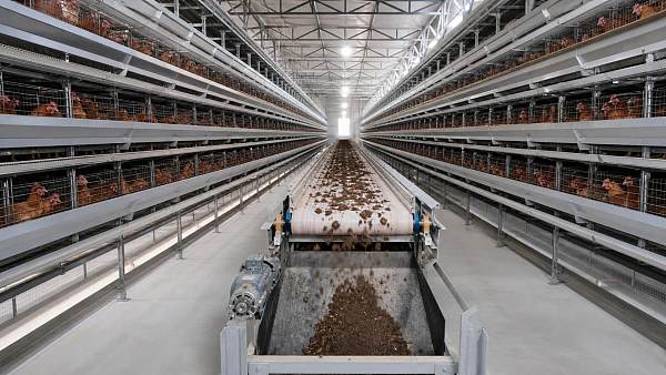 Manure Belt Conveyor System Trends for Cleaner Poultry Operations in 2026