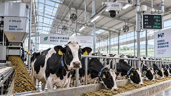 Can precision livestock management reduce cattle health risks?