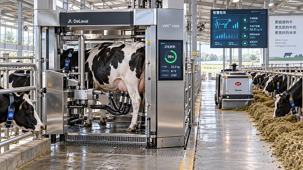 When does cattle farm automation pay off for a mid-sized dairy?