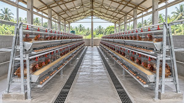 Will Locally Made Poultry Cages Fit Your Existing Shed in Nigeria?