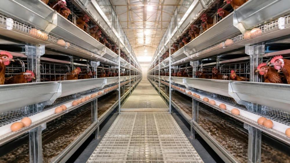 When Poultry Farming Cage Design Causes Cracked Eggs and Hygiene Problems