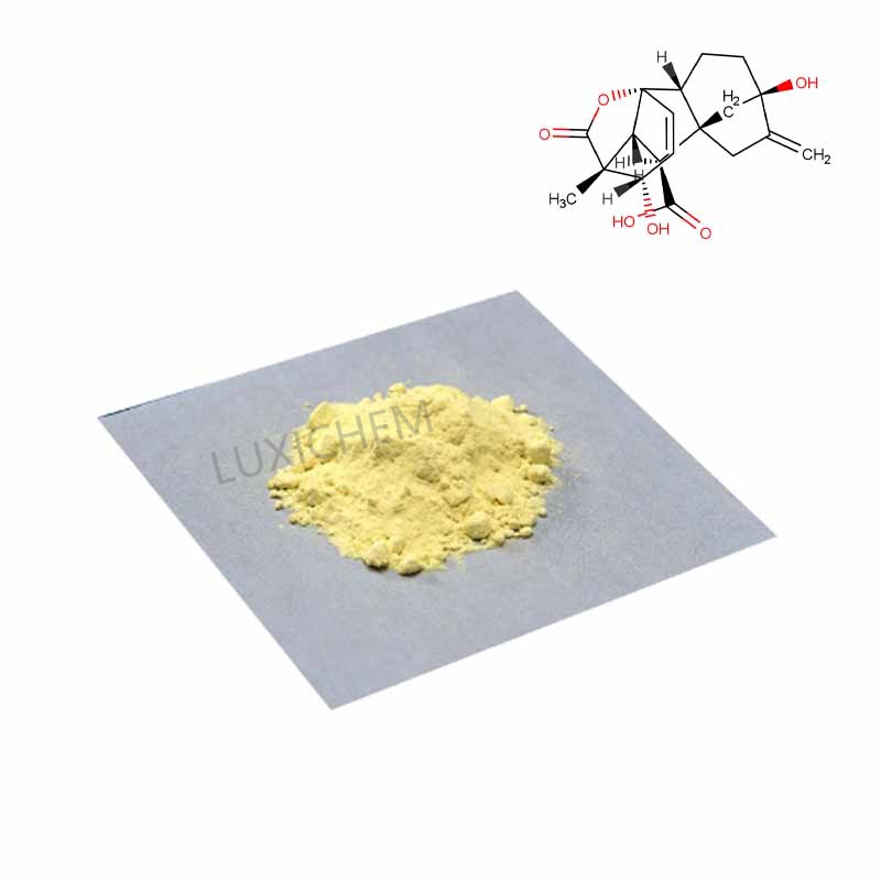 Ginkgo-biloba-Extrakt CAS-Nr. 90045-36-6