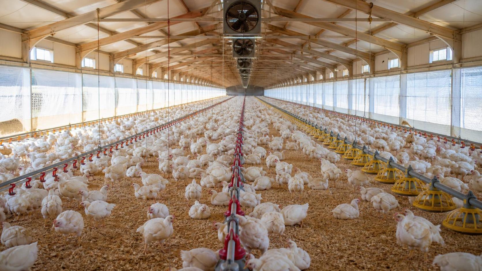 Deep Litter Poultry House Design: Ventilation and Layout Trade-Offs