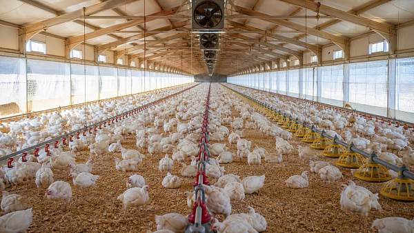 Deep Litter Poultry House Design: Ventilation and Layout Trade-Offs