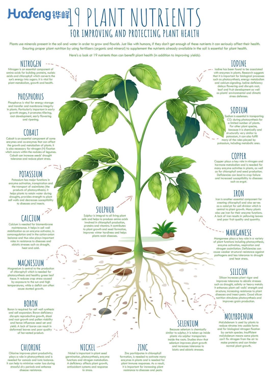 Organic Fertilizer