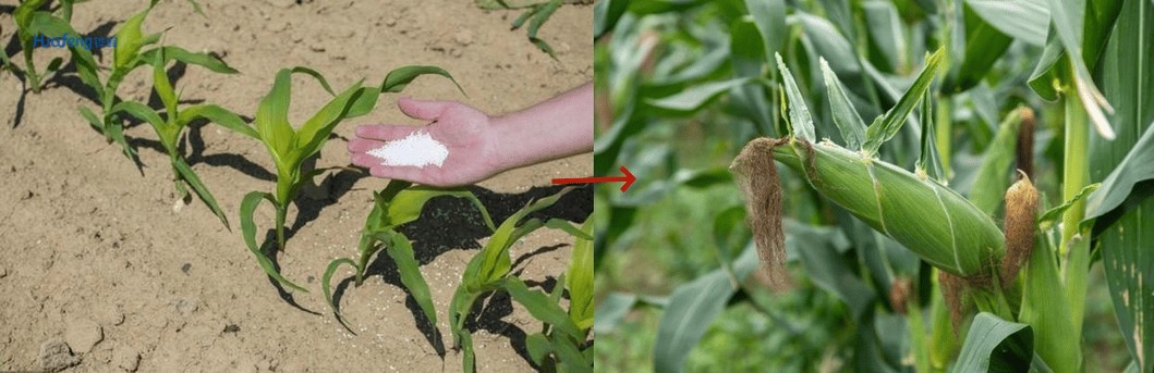 Water Soluble Fertilizer