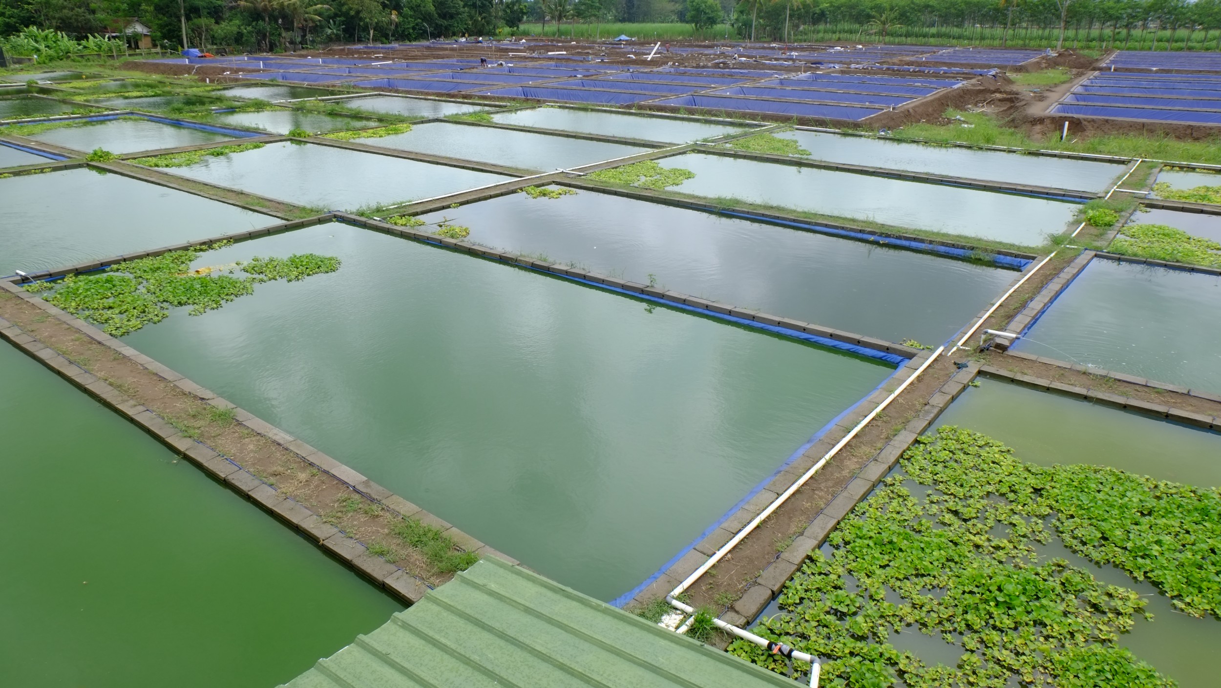 Géomembrane de revêtement de bassin pour poissons et crevettes en vente en gros d'usine