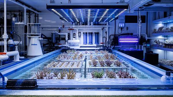 Indoor Coral Nursery Technology for Frag Growth: Lighting, Flow, and Disease Control Setup