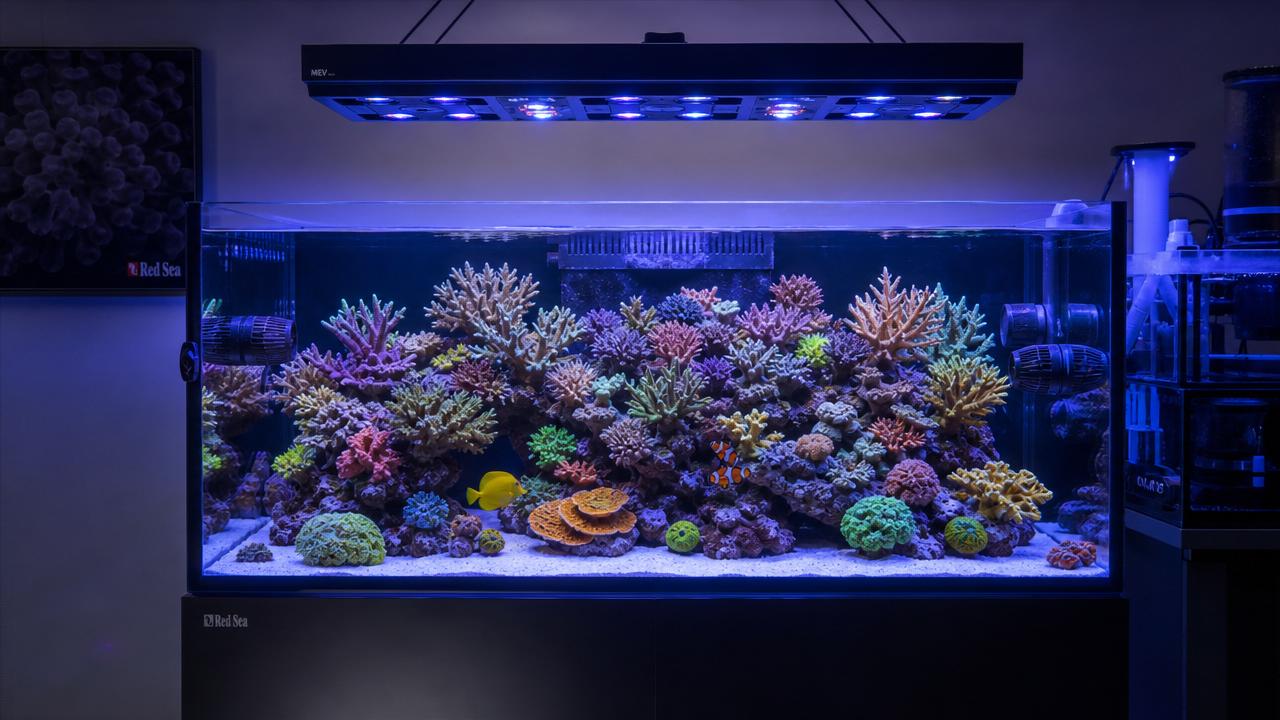 Coral Spectrum Management Explained: How Blue, UV, and White Channels Affect Color and Growth Coral Spectrum Management Explained: How Blue, UV, and White Channels Affect Color and Growth