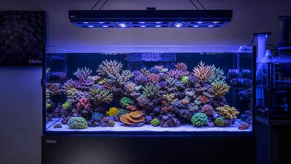 Coral Spectrum Management Explained: How Blue, UV, and White Channels Affect Color and Growth