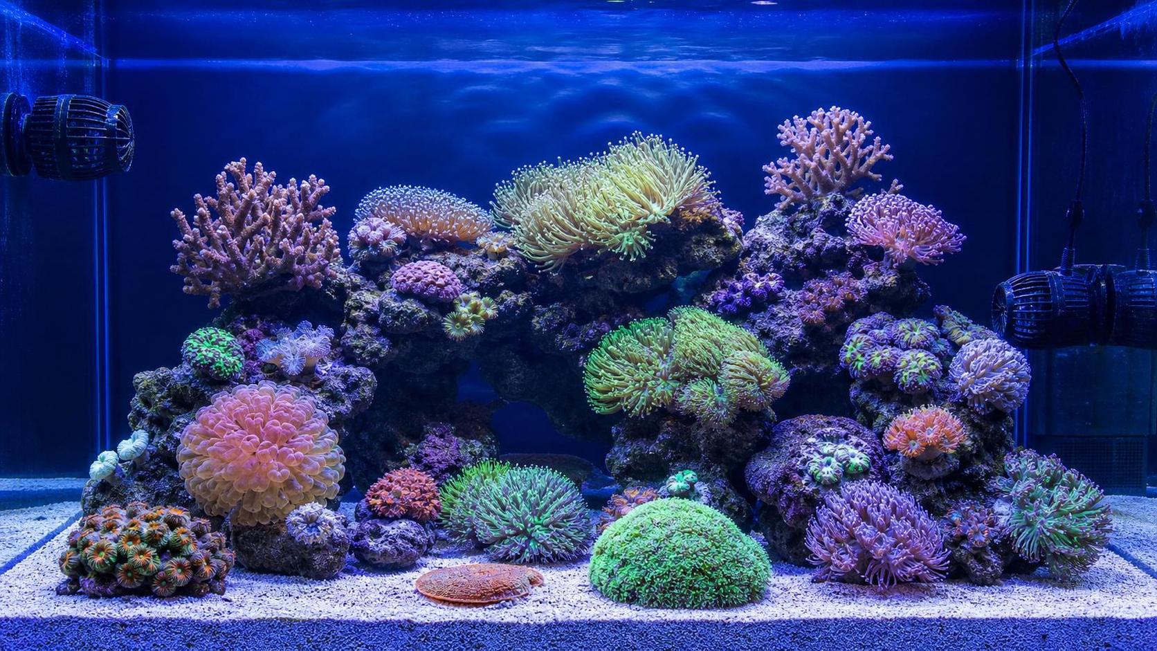 Coral Health Management: Key Water, Lighting, and Flow Factors to Monitor Coral Health Management: Key Water, Lighting, and Flow Factors to Monitor