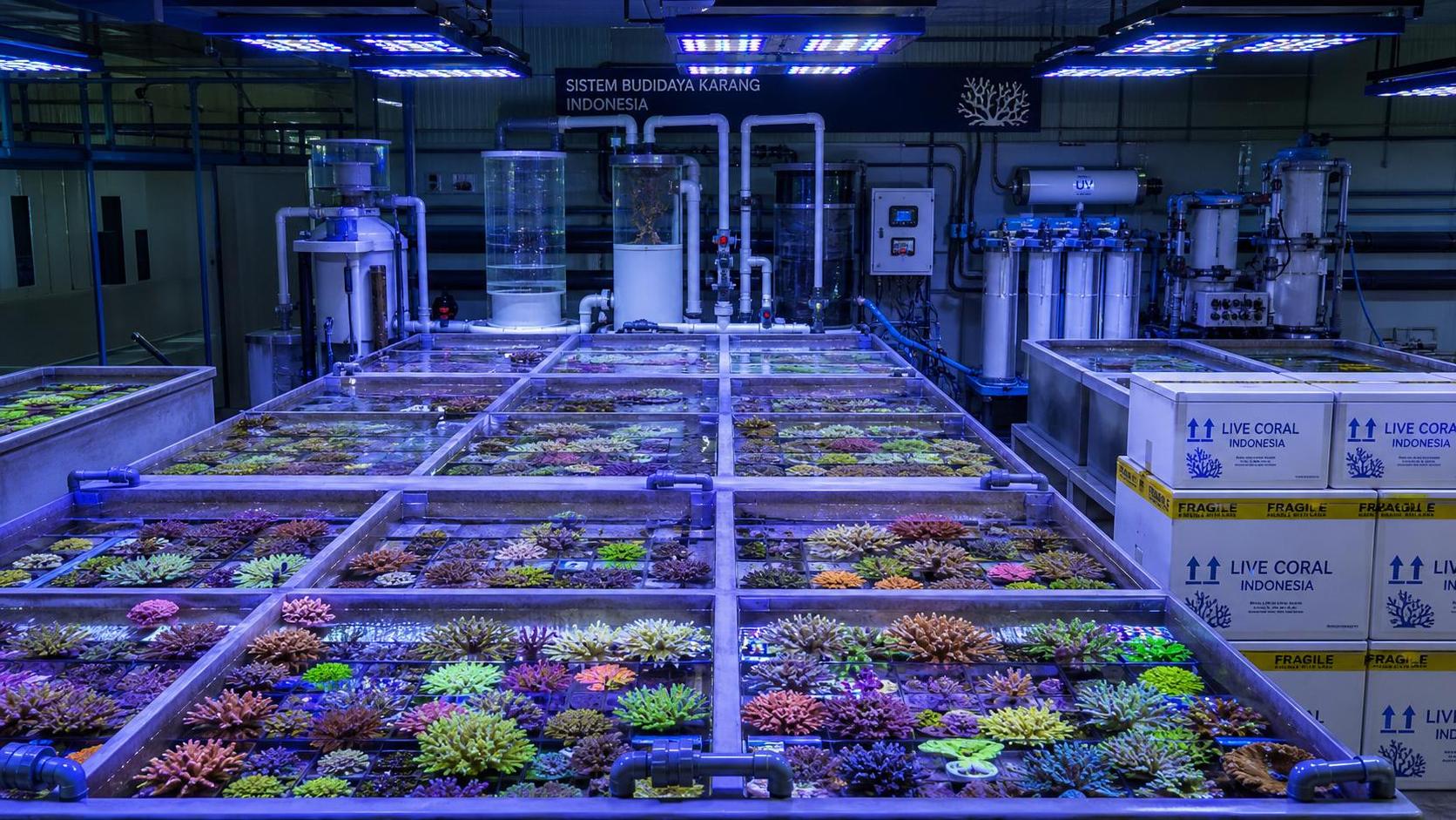 Coral Farming Systems in Indonesia: Key Setup Options, Export Constraints, and Cost Factors