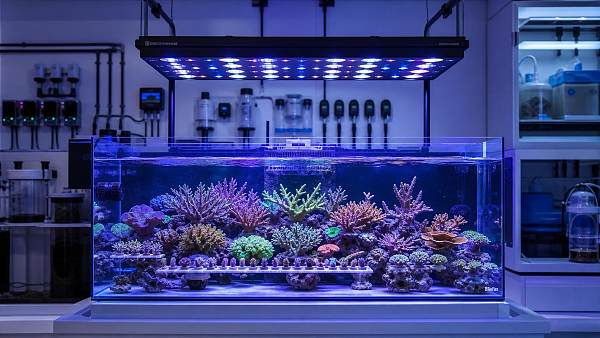How to Choose Programmable Coral Growth Lighting for PAR, Spectrum, and Dimming Control