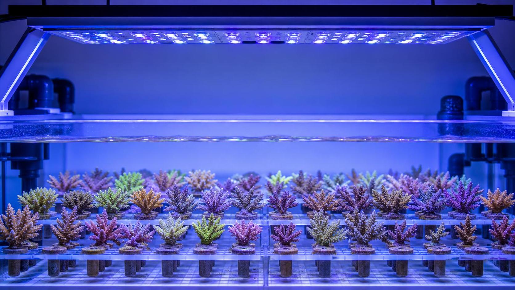 How PAR Control Improves Coral Nursery Systems for Stable Growth and Color How PAR Control Improves Coral Nursery Systems for Stable Growth and Color