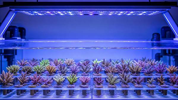 How PAR Control Improves Coral Nursery Systems for Stable Growth and Color
