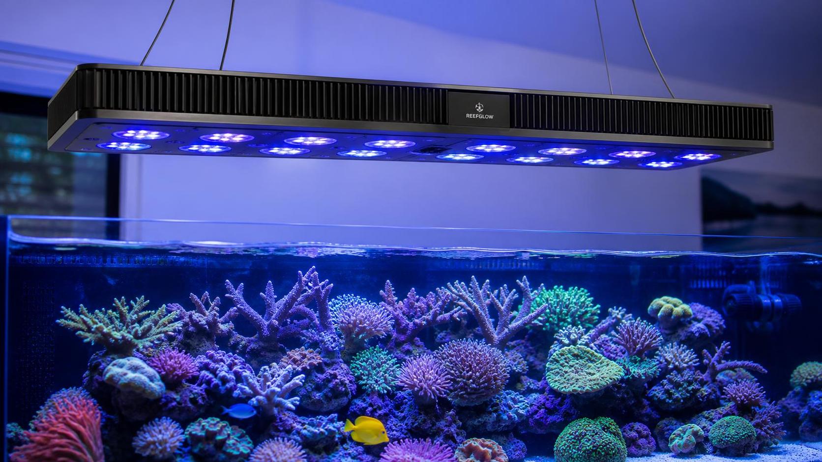 How Light Spectrum Affects Coral Growth: What to Look for in Reef LED Fixtures How Light Spectrum Affects Coral Growth: What to Look for in Reef LED Fixtures
