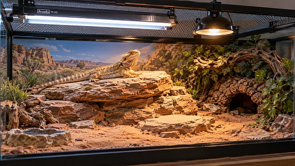 UVA and UVB Reptile Lighting: Choosing Bulbs by Species and Enclosure