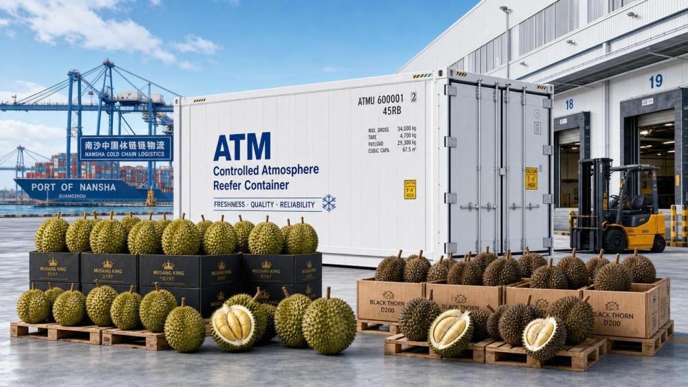 Nansha Launches ATM Sea Freight for Malaysian Durian Nansha Launches ATM Sea Freight for Malaysian Durian