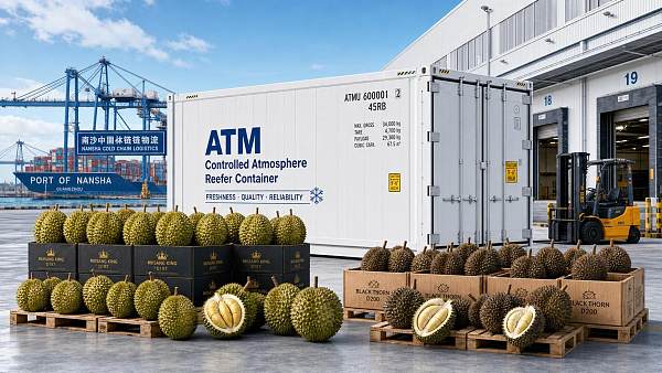 Nansha Launches ATM Sea Freight for Malaysian Durian