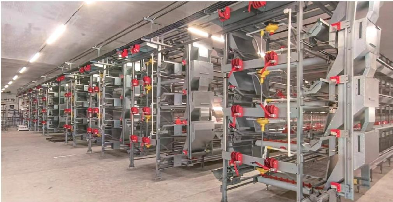 Stacked Broiler Cage System