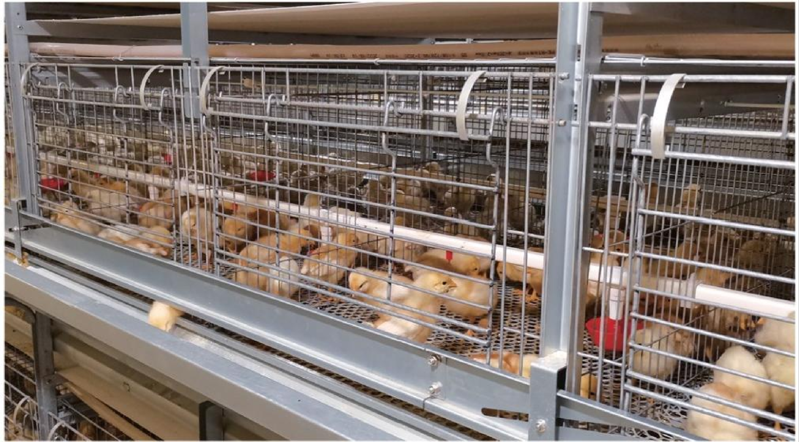 Stacked Broiler Cage System
