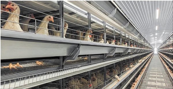 H-Type Automated Layer Cage System