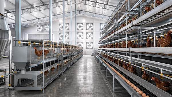Poultry Automation Systems Price: What Drives Cost in Small vs Large Layer Farms