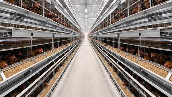 Layer Farming Automation Feeding: What Feed Delivery Setup Minimizes Waste?