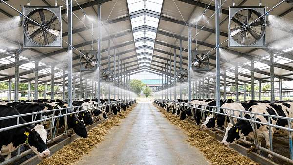 Livestock Cooling for Dairy: Which Ventilation and Sprinkler Setup Works Best?