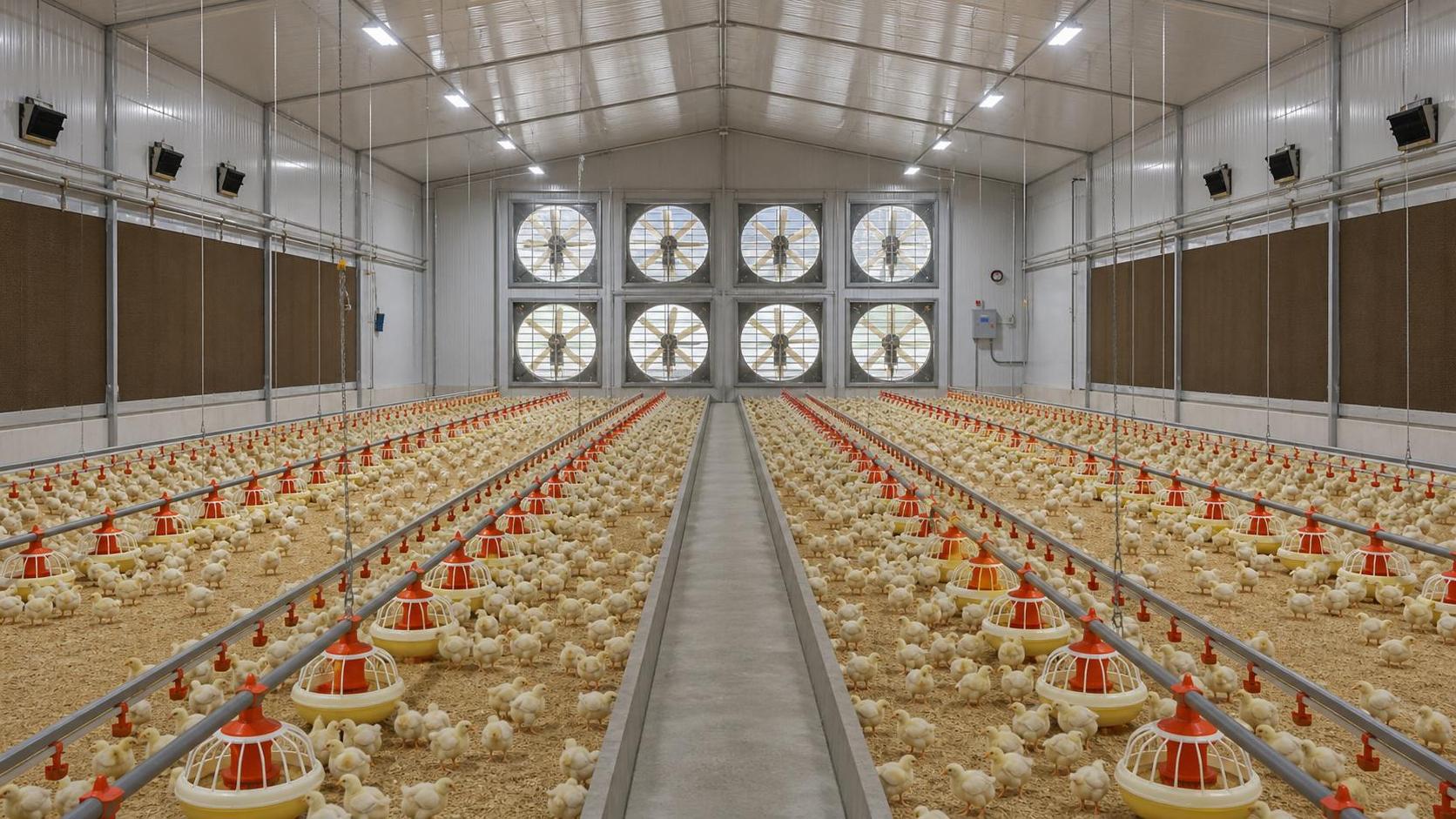 Poultry House Ventilation Cost: How Fan Layout and Static Pressure Change Budget