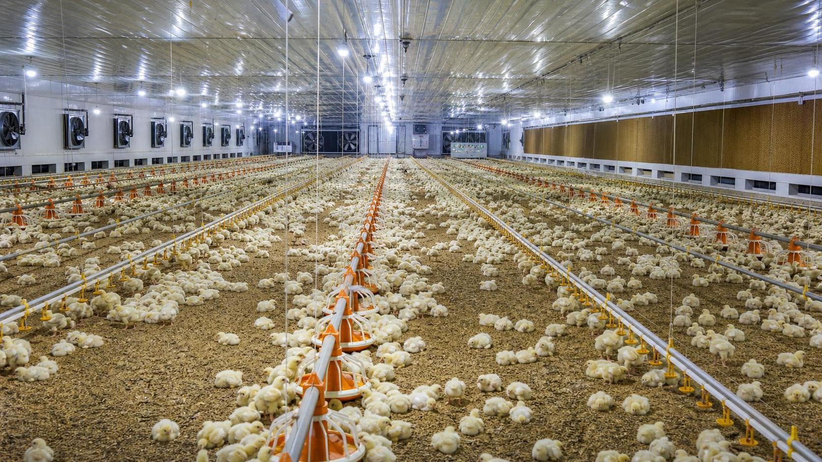 Broiler Farming Equipment Price: What Is Included in a Basic vs Automated Setup