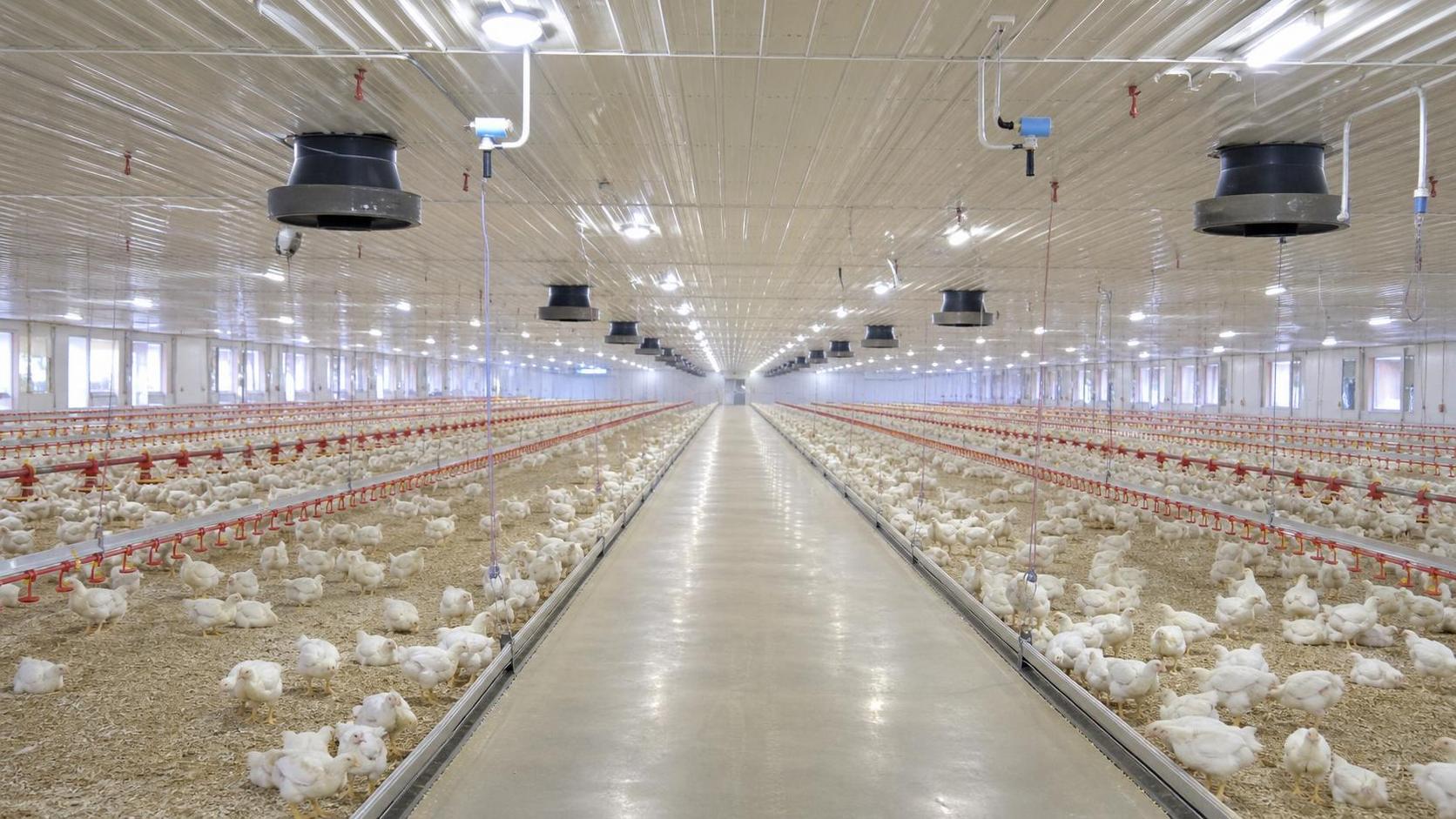 Precision Livestock Farming in Poultry: Which Sensors Are Worth Installing First?