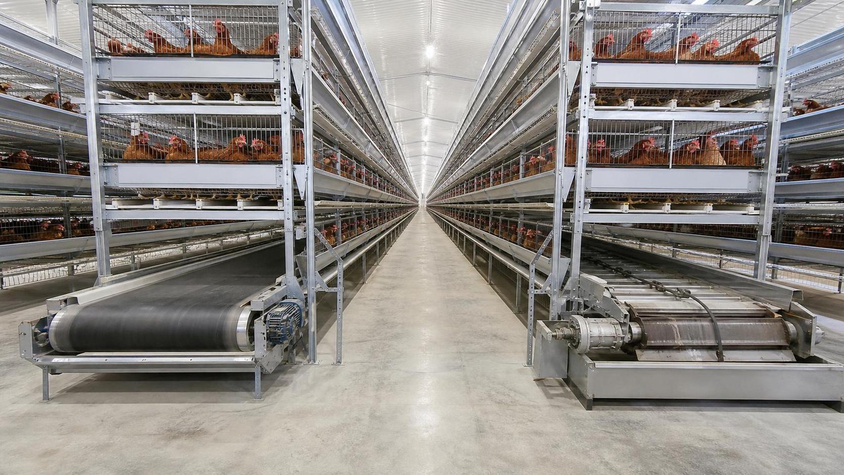 Poultry Manure Removal Systems Belt vs Scraper: Which Fits Cage House Operations?