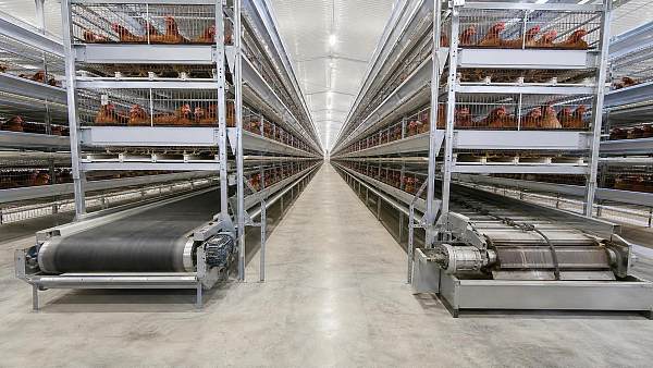 Poultry Manure Removal Systems Belt vs Scraper: Which Fits Cage House Operations?