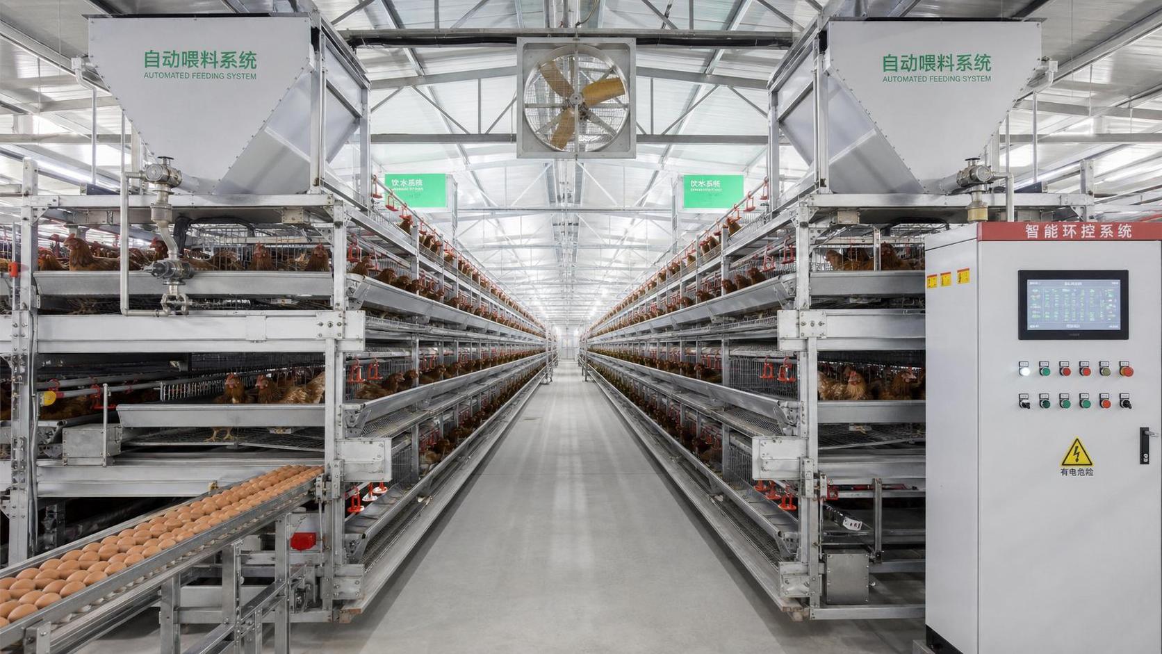 How to Vet a Layer Farming Automation Supplier for Installation and After-Sales Support