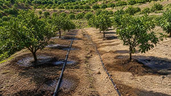 Pressure-Compensating Drippers vs Non-PC Drippers for Uneven Orchard Terrain