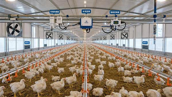 Poultry House Automation Systems: Which Modules Are Easiest to Retrofit First?